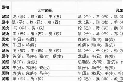 生肖狗配對|属狗的和什么属相最配 生肖狗的最佳配对属相